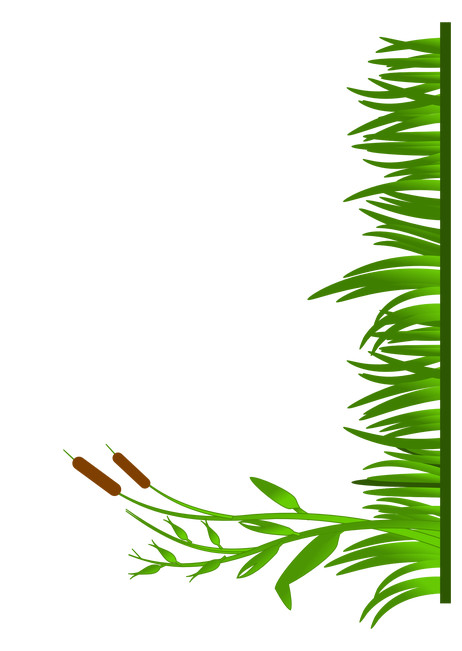 image of Grass Scene with white background