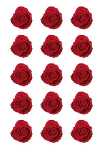 image of Red Roses